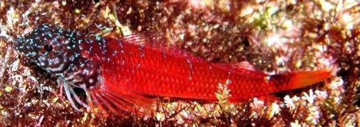 Tripterygion melanurus_65557